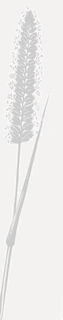 The Bernwood Ecology logo; a crested dog's-tail grass seedhead.